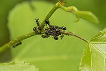 mottled odorous ant