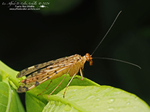 mottled scorpionfly