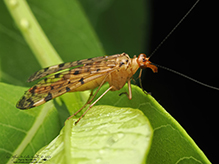 mottled scorpionfly
