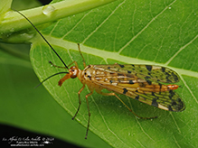 mottled scorpionfly