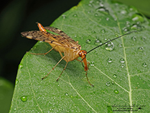 mottled scorpionfly