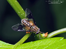 mountain deer fly