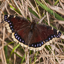 mourning cloak