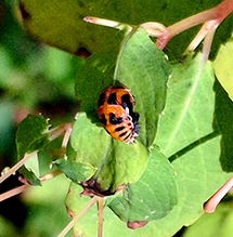 multicolored Asian lady beetle