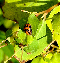 multicolored Asian lady beetle