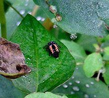 multicolored Asian lady beetle