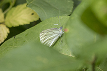 mustard white