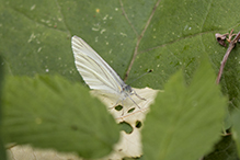 mustard white