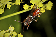 nomad bee (Nomada sp.)
