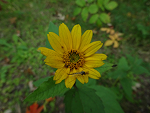 non-biting midge (Chironomus sp.)