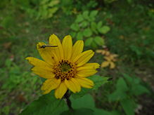 non-biting midge (Chironomus sp.)