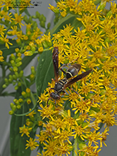 northern paper wasp