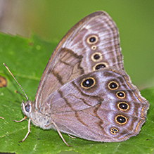 northern pearly eye