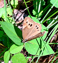 northern pearly eye