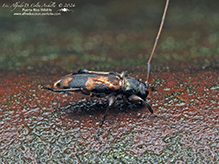 oak long-horned beetle