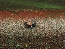 oak long-horned beetle