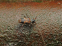 oak long-horned beetle