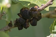oak rough bulletgall wasp