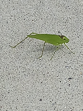 oblong-winged katydid
