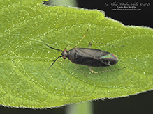 obscure plant bug