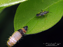 obscure plant bug