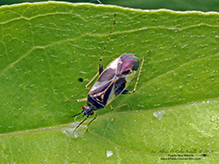 obscure plant bug