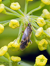 obscure plant bug