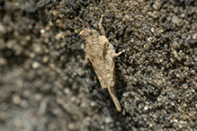 obscure pygmy grasshopper