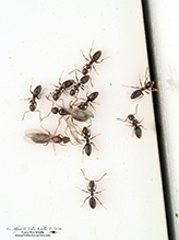 odorous house ant