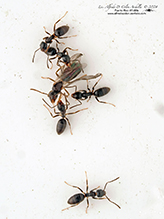 odorous house ant