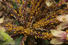 oleander aphid