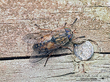 orange-sided horse fly
