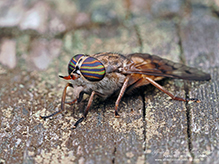 orange-sided horse fly
