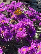 orange sulphur