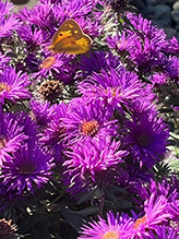 orange sulphur