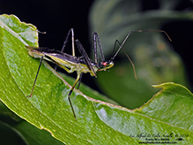 pale green assassin bug