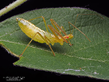 pale green assassin bug
