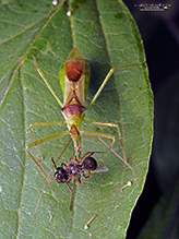 pale green assassin bug