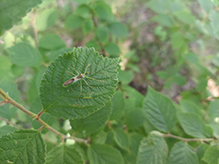 pale green assassin bug
