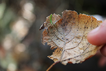 pale green assassin bug