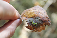 pale green assassin bug