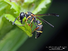 perennial mason wasp