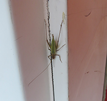 pine tree cricket