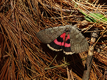 pink underwing