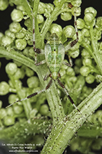 plant bug (Neurocolpus jessiae)
