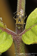 plant bug (Family Miridae)