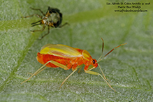 plant bug (tribe Mirini)