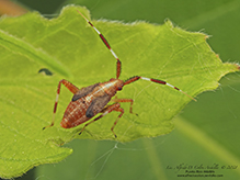 plant bug (Neurocolpus sp.)