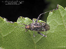 plant bug (Phytocoris eximius)