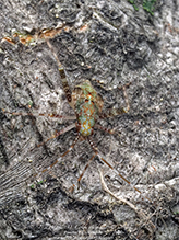 plant bug (Phytocoris tibialis)
